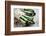 Asparagus-Molka-Framed Photographic Print