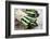 Asparagus-Molka-Framed Photographic Print