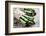 Asparagus-Molka-Framed Photographic Print