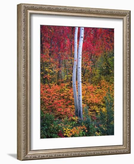 Aspen 1-Robert Hansen-Framed Giclee Print