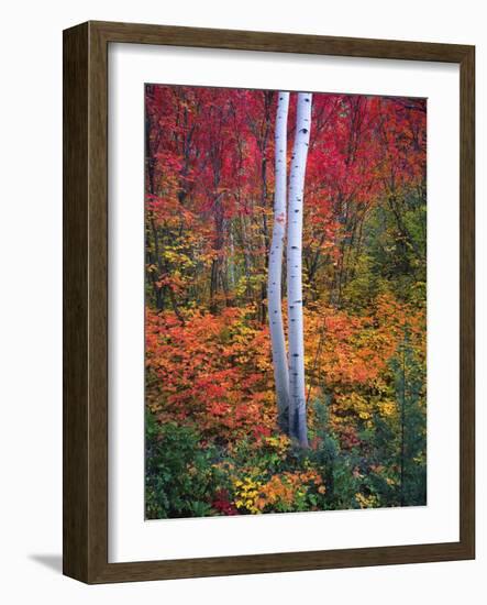 Aspen 1-Robert Hansen-Framed Giclee Print