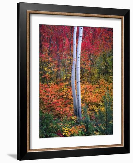 Aspen 1-Robert Hansen-Framed Giclee Print