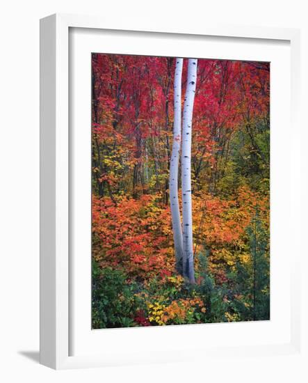 Aspen 1-Robert Hansen-Framed Giclee Print