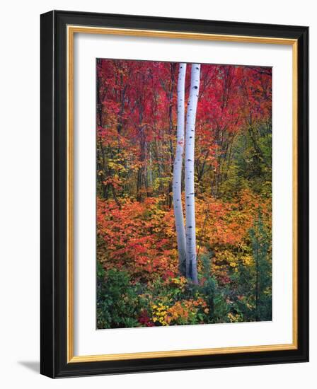 Aspen 1-Robert Hansen-Framed Giclee Print