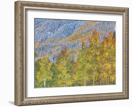 Aspen and Conifer Forest-Donald Paulson-Framed Giclee Print