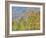 Aspen and Conifer Forest-Donald Paulson-Framed Giclee Print