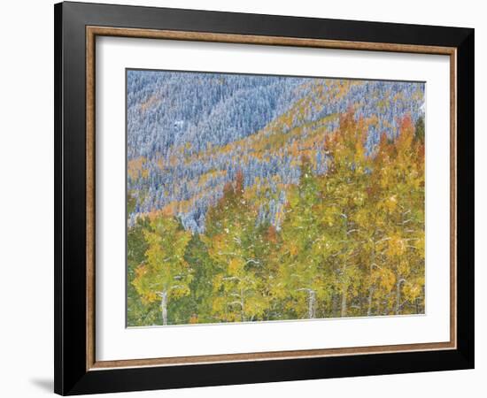 Aspen and Conifer Forest-Donald Paulson-Framed Giclee Print