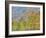 Aspen and Conifer Forest-Donald Paulson-Framed Giclee Print