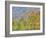 Aspen and Conifer Forest-Donald Paulson-Framed Giclee Print