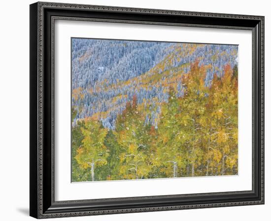 Aspen and Conifer Forest-Donald Paulson-Framed Giclee Print