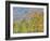 Aspen and Conifer Forest-Donald Paulson-Framed Giclee Print