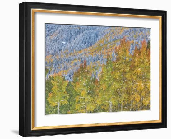 Aspen and Conifer Forest-Donald Paulson-Framed Giclee Print