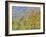 Aspen and Conifer Forest-Donald Paulson-Framed Giclee Print