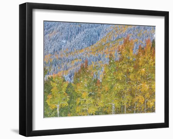 Aspen and Conifer Forest-Donald Paulson-Framed Giclee Print