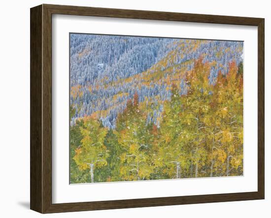 Aspen and Conifer Forest-Donald Paulson-Framed Giclee Print