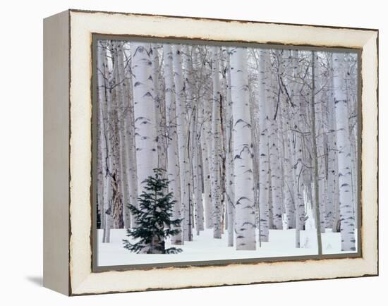 Aspen and Douglas Fir, Manti-Lasal National Forest, La Sal Mountains, Utah, USA-Scott T^ Smith-Framed Premier Image Canvas