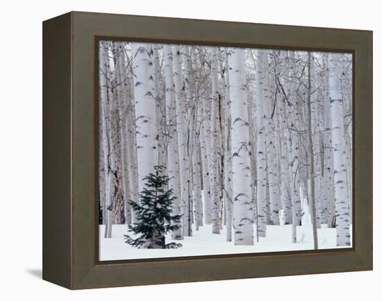 Aspen and Douglas Fir, Manti-Lasal National Forest, La Sal Mountains, Utah, USA-Scott T^ Smith-Framed Premier Image Canvas