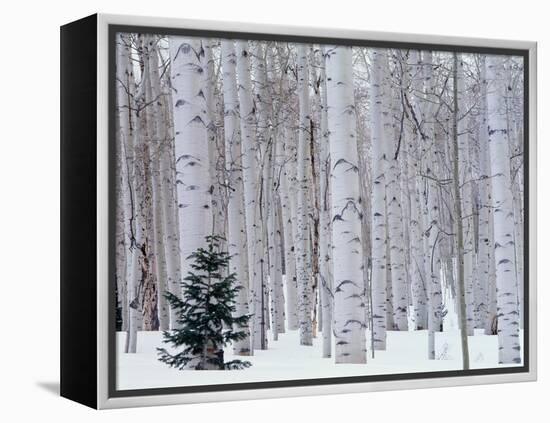 Aspen and Douglas Fir, Manti-Lasal National Forest, La Sal Mountains, Utah, USA-Scott T^ Smith-Framed Premier Image Canvas