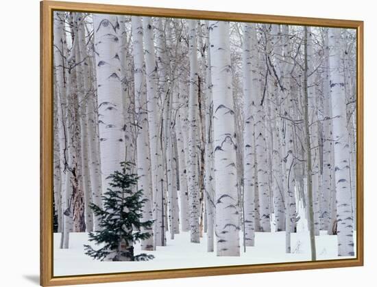 Aspen and Douglas Fir, Manti-Lasal National Forest, La Sal Mountains, Utah, USA-Scott T^ Smith-Framed Premier Image Canvas