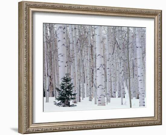 Aspen and Douglas Fir, Manti-Lasal National Forest, La Sal Mountains, Utah, USA-Scott T^ Smith-Framed Premium Photographic Print