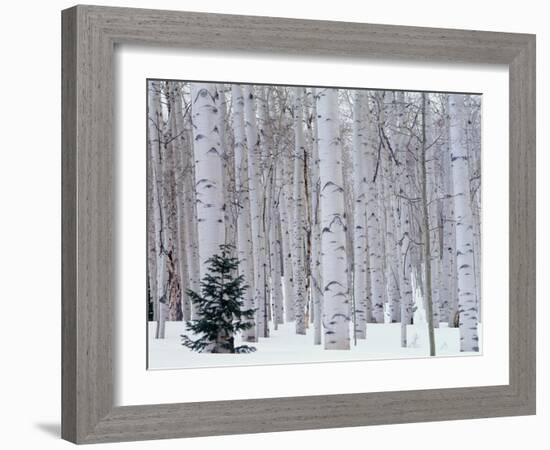 Aspen and Douglas Fir, Manti-Lasal National Forest, La Sal Mountains, Utah, USA-Scott T^ Smith-Framed Premium Photographic Print