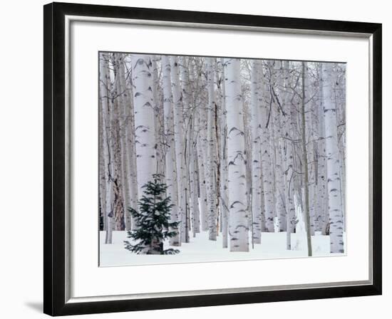 Aspen and Douglas Fir, Manti-Lasal National Forest, La Sal Mountains, Utah, USA-Scott T^ Smith-Framed Premium Photographic Print