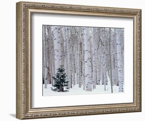 Aspen and Douglas Fir, Manti-Lasal National Forest, La Sal Mountains, Utah, USA-Scott T^ Smith-Framed Premium Photographic Print