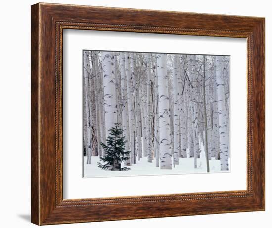 Aspen and Douglas Fir, Manti-Lasal National Forest, La Sal Mountains, Utah, USA-Scott T^ Smith-Framed Premium Photographic Print