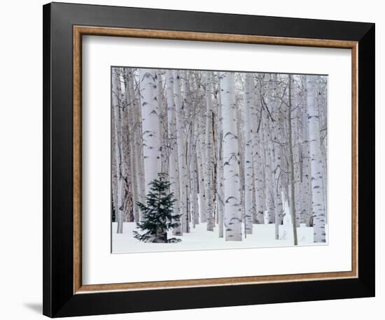 Aspen and Douglas Fir, Manti-Lasal National Forest, La Sal Mountains, Utah, USA-Scott T^ Smith-Framed Premium Photographic Print