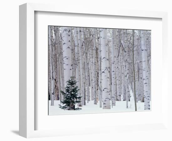 Aspen and Douglas Fir, Manti-Lasal National Forest, La Sal Mountains, Utah, USA-Scott T^ Smith-Framed Premium Photographic Print