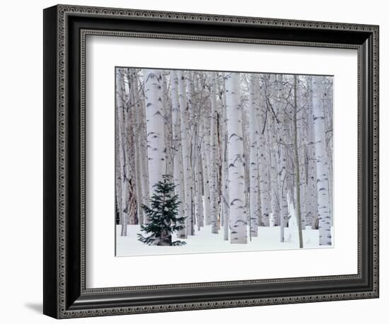 Aspen and Douglas Fir, Manti-Lasal National Forest, La Sal Mountains, Utah, USA-Scott T^ Smith-Framed Premium Photographic Print