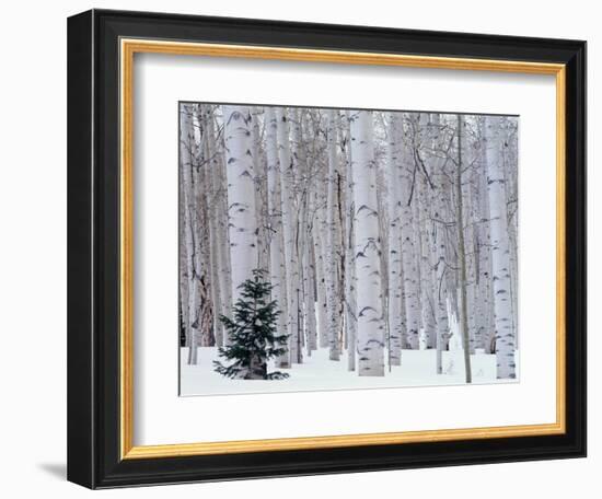 Aspen and Douglas Fir, Manti-Lasal National Forest, La Sal Mountains, Utah, USA-Scott T^ Smith-Framed Premium Photographic Print