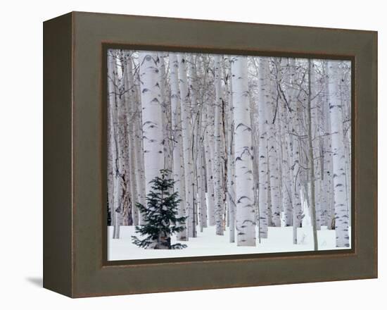 Aspen and Douglas Fir, Manti-Lasal National Forest, La Sal Mountains, Utah, USA-Scott T^ Smith-Framed Premier Image Canvas