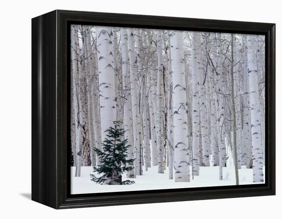 Aspen and Douglas Fir, Manti-Lasal National Forest, La Sal Mountains, Utah, USA-Scott T^ Smith-Framed Premier Image Canvas