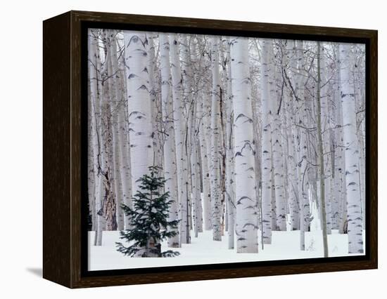 Aspen and Douglas Fir, Manti-Lasal National Forest, La Sal Mountains, Utah, USA-Scott T^ Smith-Framed Premier Image Canvas