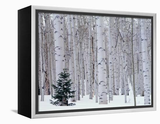 Aspen and Douglas Fir, Manti-Lasal National Forest, La Sal Mountains, Utah, USA-Scott T^ Smith-Framed Premier Image Canvas