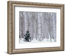 Aspen and Douglas Fir, Manti-Lasal National Forest, La Sal Mountains, Utah, USA-Scott T^ Smith-Framed Photographic Print