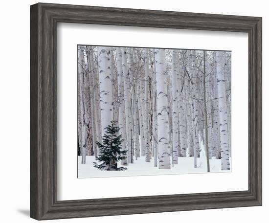 Aspen and Douglas Fir, Manti-Lasal National Forest, La Sal Mountains, Utah, USA-Scott T^ Smith-Framed Photographic Print