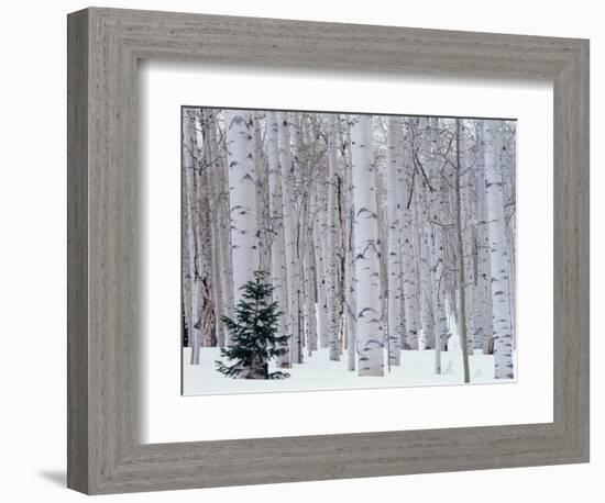 Aspen and Douglas Fir, Manti-Lasal National Forest, La Sal Mountains, Utah, USA-Scott T^ Smith-Framed Photographic Print