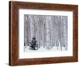 Aspen and Douglas Fir, Manti-Lasal National Forest, La Sal Mountains, Utah, USA-Scott T^ Smith-Framed Photographic Print