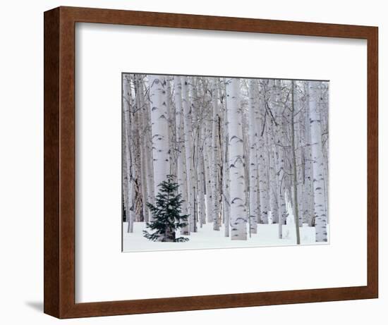 Aspen and Douglas Fir, Manti-Lasal National Forest, La Sal Mountains, Utah, USA-Scott T^ Smith-Framed Photographic Print