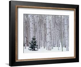 Aspen and Douglas Fir, Manti-Lasal National Forest, La Sal Mountains, Utah, USA-Scott T^ Smith-Framed Photographic Print