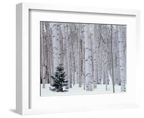 Aspen and Douglas Fir, Manti-Lasal National Forest, La Sal Mountains, Utah, USA-Scott T^ Smith-Framed Photographic Print