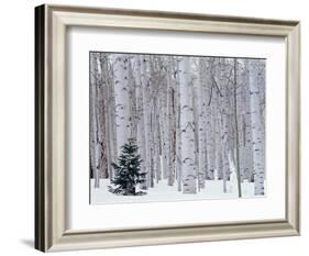 Aspen and Douglas Fir, Manti-Lasal National Forest, La Sal Mountains, Utah, USA-Scott T^ Smith-Framed Photographic Print