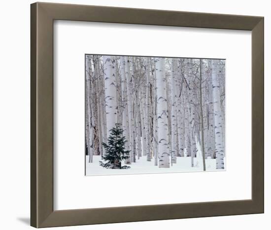 Aspen and Douglas Fir, Manti-Lasal National Forest, La Sal Mountains, Utah, USA-Scott T^ Smith-Framed Photographic Print