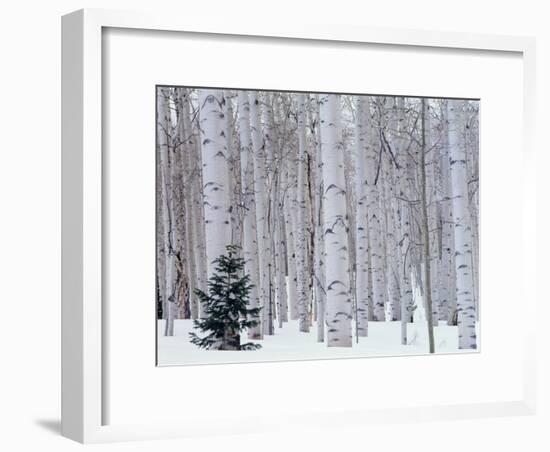 Aspen and Douglas Fir, Manti-Lasal National Forest, La Sal Mountains, Utah, USA-Scott T^ Smith-Framed Photographic Print