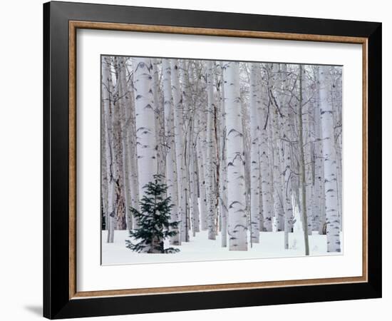 Aspen and Douglas Fir, Manti-Lasal National Forest, La Sal Mountains, Utah, USA-Scott T^ Smith-Framed Photographic Print