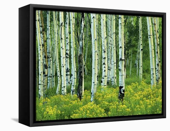 Aspen and Goldenrod, Uinta-Wasatch-Cache National Forest, Utah, USA-Charles Gurche-Framed Premier Image Canvas