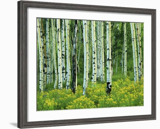 Aspen and Goldenrod, Uinta-Wasatch-Cache National Forest, Utah, USA-Charles Gurche-Framed Photographic Print