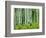Aspen and Goldenrod, Uinta-Wasatch-Cache National Forest, Utah, USA-Charles Gurche-Framed Photographic Print